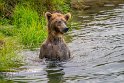 151 Katmai NP, bruine beer